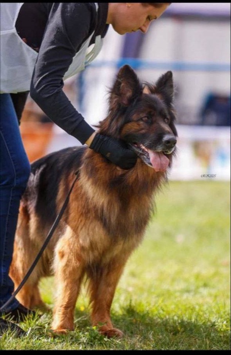 Ирендорф Вуду 